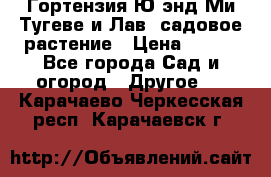 Гортензия Ю энд Ми Тугеве и Лав, садовое растение › Цена ­ 550 - Все города Сад и огород » Другое   . Карачаево-Черкесская респ.,Карачаевск г.